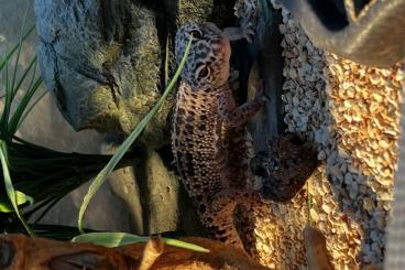 Geckos kaufen und verkaufen Photo: Leopard Geckos zu verkaufen. Optional auch mit Terrarium.