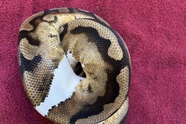 Königspythons kaufen und verkaufen Foto: 1.0 piebald het Lavender 100% het