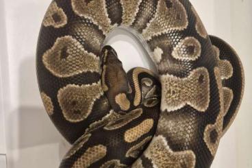 Ball Pythons kaufen und verkaufen Photo: Verschiedene Adulte Königspythons abzugeben!! 