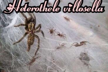 - bird spiders kaufen und verkaufen Photo: Verschiedene Vogelspinnen