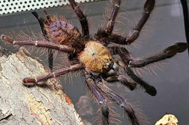 - bird spiders kaufen und verkaufen Photo: Unbestimmte Vogelspinnen in Düsseldorf und für Hamm!