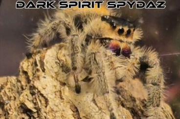 - bird spiders kaufen und verkaufen Photo: Suche für Hamm Spinnen überwiegend 1.0