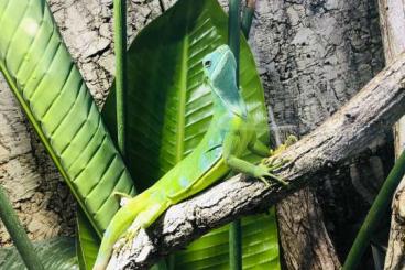 Echsen  kaufen und verkaufen Foto: Fidschi-Leguan (Brachylophus fasciatus)