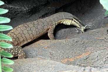 Agama kaufen und verkaufen Photo: Geyri,Nigriventris,Thomasi,Glauerti