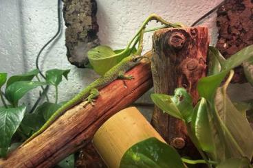 Geckos kaufen und verkaufen Foto: Madagaskar Tag Geckos Phelsuma Grandis abzugeben