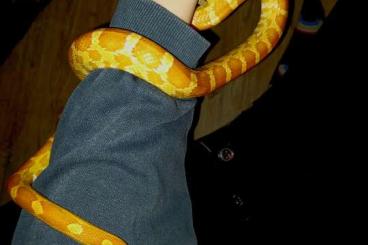 Colubrids kaufen und verkaufen Photo: Kornnatter Männchen Adult Albino