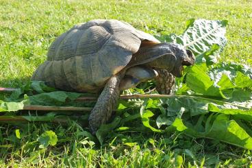 Tortoises kaufen und verkaufen Photo: Breitrandschildkröte Testudo Marginata, männlich, adult 