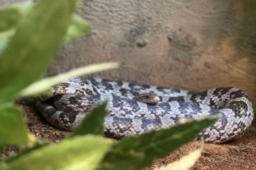 Snakes kaufen und verkaufen Photo: Verkaufe Kornnatter + Terrarium falls gewünscht 