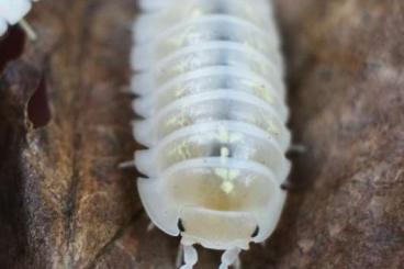 Krebstiere terrestrisch  kaufen und verkaufen Foto: Biete verschieden Asseln/Isopods, Armadillidium, Porcellio, Cubaris...