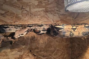 Boas kaufen und verkaufen Foto: Biete 2 weibliche Boa constrictor constrictor an