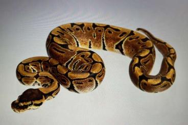 Königspythons kaufen und verkaufen Foto: Python Regius ODD / NZ´M&S´22 / Herkunftsnachweis / mit Terrarium