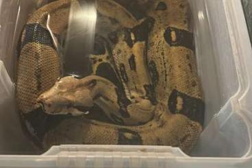 Boas kaufen und verkaufen Foto: Boa Constrictor weiblich 