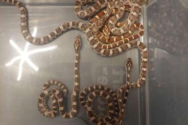 Nattern ungiftige  kaufen und verkaufen Foto: Pantherophis guttatus 2024