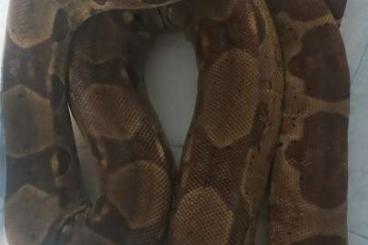 Boas kaufen und verkaufen Photo: Boa constrictor imperator 