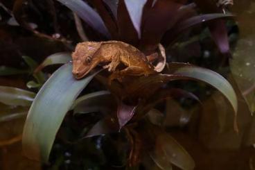 Geckos kaufen und verkaufen Foto: Kronen-Geckos (Correlophus ciliatus) abzugeben Platz vor Preis