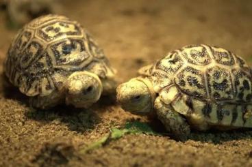 Landschildkröten kaufen und verkaufen Foto: Stigmochelys pardalis pardalis 1/2024