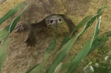 Turtles and Tortoises kaufen und verkaufen Photo: 10-jährige Wasserschildkröte sucht liebevolles neues Zuhause