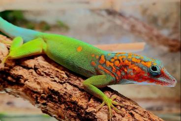 Echsen  kaufen und verkaufen Foto: Anolis marmoratus marmoratus 