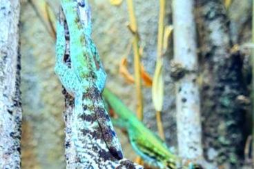 Echsen  kaufen und verkaufen Foto: Anolis roquet zebrilus Bellefontaine