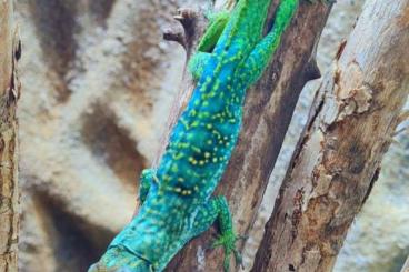 Echsen  kaufen und verkaufen Foto: Anolis roquet Reviere Pilote 