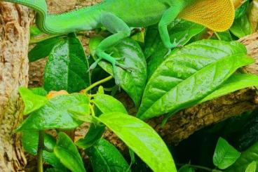 Echsen  kaufen und verkaufen Foto: Biete Anolis für Hamm 8.3.2025