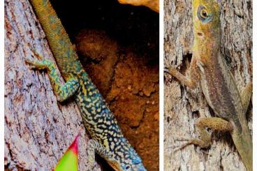 Lizards kaufen und verkaufen Photo: Anolis roquet roquet Le Diamant 