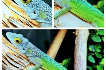 Echsen kaufen und verkaufen Photo: Anolis leachii Bermuda Breedingpair Echsen kaufen und verkaufen Photo: Anolis leachii Bermuda Breedingpair