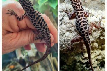 Echsen kaufen und verkaufen Photo: Anolis sabanus Paare Hamm/ September Echsen kaufen und verkaufen Photo: Anolis sabanus Paare Hamm/ September