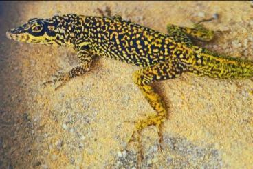 Echsen kaufen und verkaufen Photo: Zuchtpaar Anolis roquet Le Diamant Echsen kaufen und verkaufen Photo: Zuchtpaar Anolis roquet Le Diamant