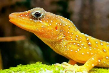 Lizards kaufen und verkaufen Photo: Anolis oculatus winstoni Hamm/September Lizards kaufen und verkaufen Photo: Anolis oculatus winstoni Hamm/September