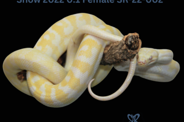 Pythons kaufen und verkaufen Photo: Teppichpython Carpet Python Diverse Tier für Hamm