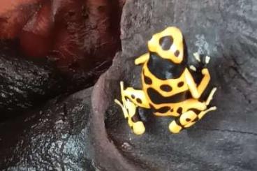 Poison dart frogs kaufen und verkaufen Photo: Pfeilgiftfrösche zu verkaufen