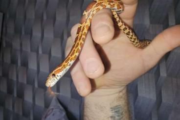 Snakes kaufen und verkaufen Photo: Pantherophis guttatus 1.0 kornnatter