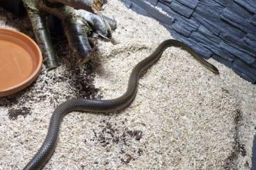 Snakes kaufen und verkaufen Photo: Clelia rustica / Paraphimophis rustica adult