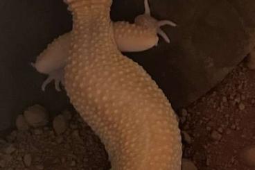 Geckos kaufen und verkaufen Photo: Leopardgecko Weibchen ausgewachsen 