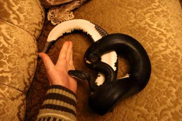 Ball Pythons kaufen und verkaufen Photo: Python regius, Eightball (Cinnamon, Bl.Pastel, YB) Paradox & Ringer