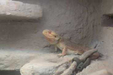 Bearded dragons kaufen und verkaufen Photo: Bartagame ca.2 Jahre mit Zubehör 