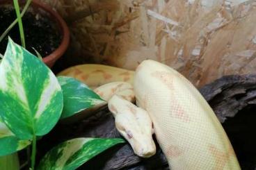 Boas kaufen und verkaufen Foto: Boa Constrictor Imperator 0.1 sunglow