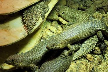 Lizards kaufen und verkaufen Photo: 1,0 Egernia stokesii NZ2020