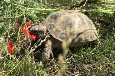 Tortoises kaufen und verkaufen Photo: Testudo Horsfieldii / Vierzehen- russische- Steppen-Schildkröte 