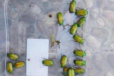 Insects kaufen und verkaufen Photo: Offer of adults and larvae of selected beetle species Insects kaufen und verkaufen Photo: Offer of adults and larvae of selected beetle species