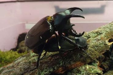 Insekten kaufen und verkaufen Photo: Offer of adults and larvae of selected beetle species Insekten kaufen und verkaufen Photo: Offer of adults and larvae of selected beetle species
