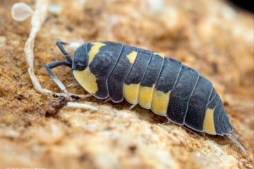 Insekten kaufen und verkaufen Foto: WANTED - VARIOUS ISOPODS 