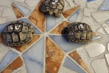 Schildkröten  kaufen und verkaufen Foto: Testudo graeca Nabeulensis 