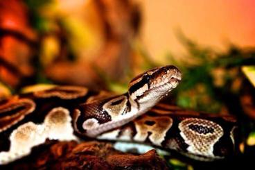 Ball Pythons kaufen und verkaufen Photo: Königspython inkl. Terrarium 