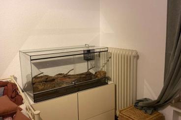 Boas kaufen und verkaufen Foto: Boa Constrictor sucht ein neues Zuhause