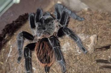 - bird spiders kaufen und verkaufen Photo: 2 Vogelspinnen abzugeben 