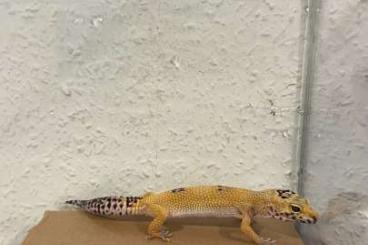 Lizards kaufen und verkaufen Photo: “Ein exotischer Freund für dein Zuhause: Leopardgecko!”