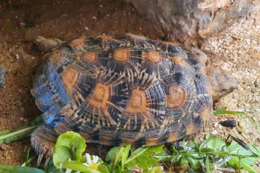 Landschildkröten kaufen und verkaufen Foto: Malacochersus tornieri Spaltenschildkröte