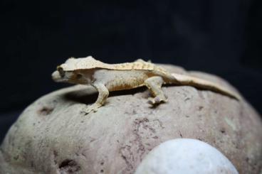 Geckos kaufen und verkaufen Photo: 0.0.2 Corrlophus Ciliatus, And Isopods. Rubber Ducky.